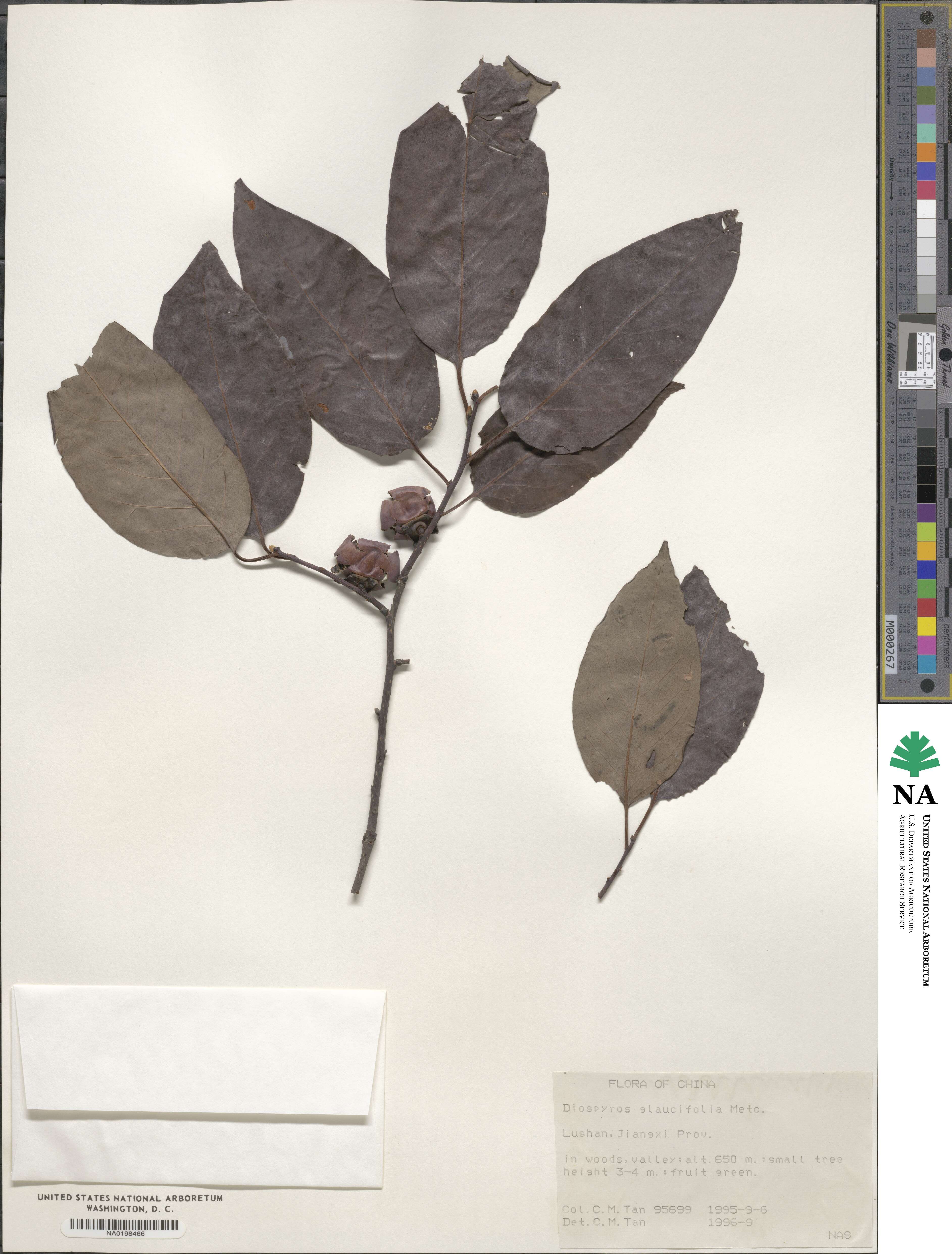 Diospyros salicifolia image