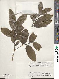 Diospyros abyssinica image