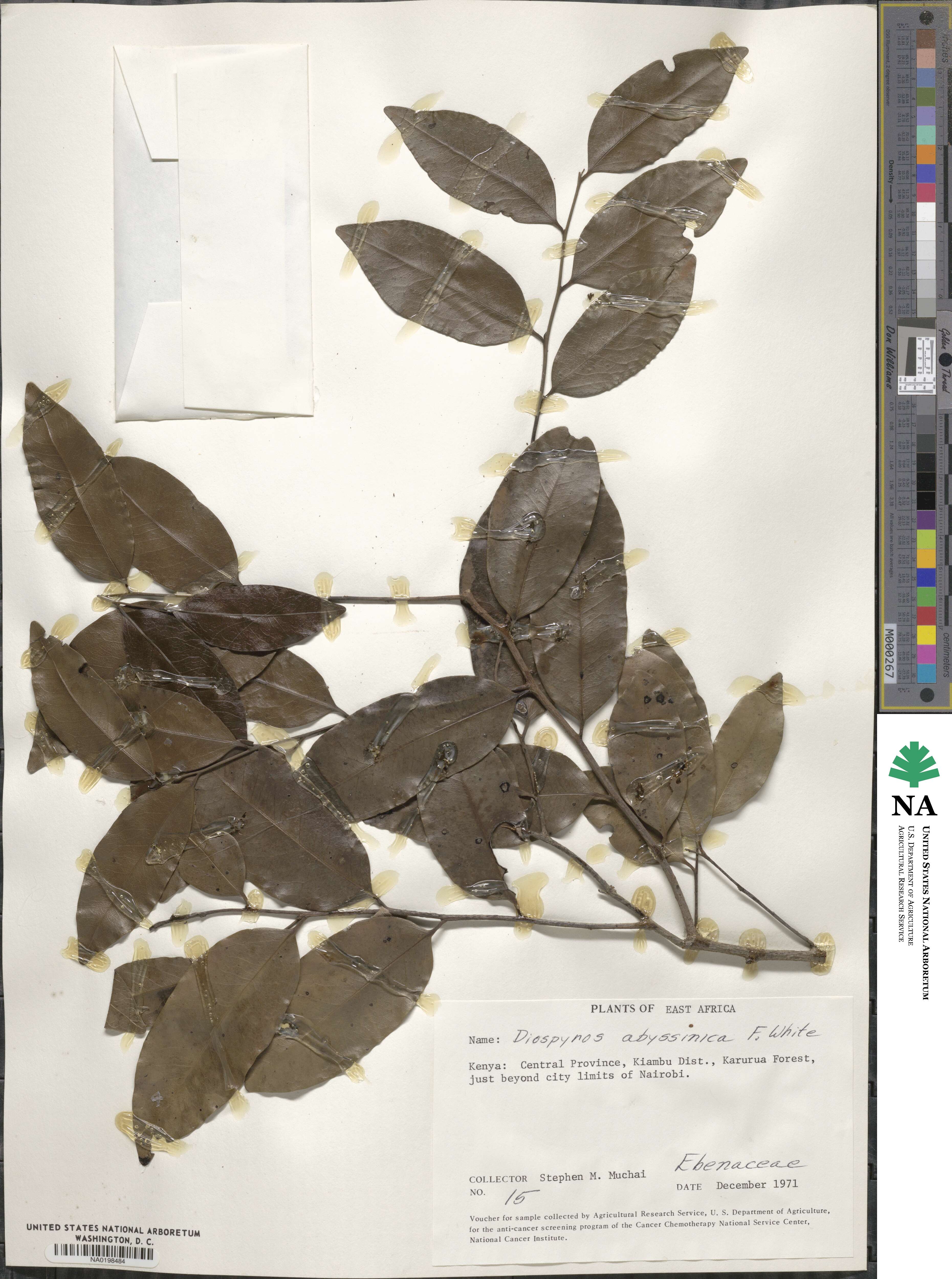 Diospyros abyssinica image
