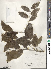 Diospyros abyssinica image