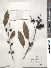 Diospyros abyssinica image