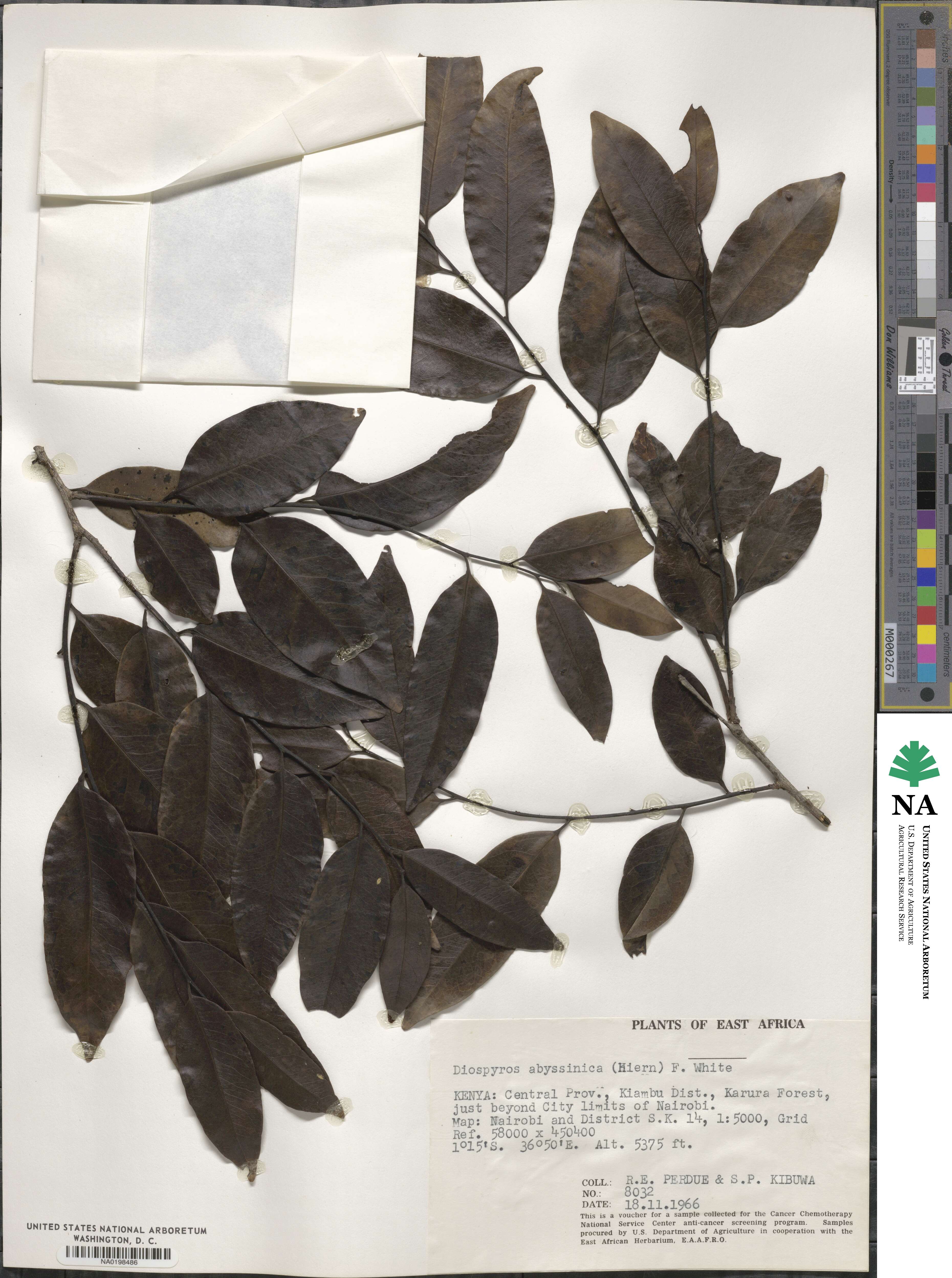 Diospyros abyssinica image