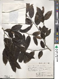 Diospyros abyssinica image