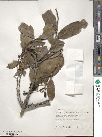 Diospyros abyssinica image