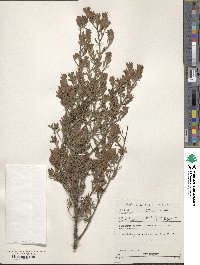 Diospyros pubescens image