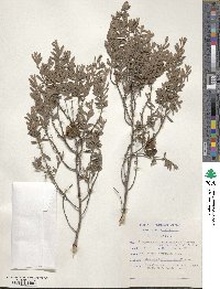 Diospyros pubescens image