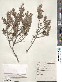 Diospyros pubescens image