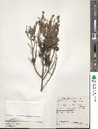 Diospyros pubescens image