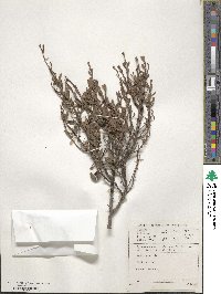 Diospyros pubescens image