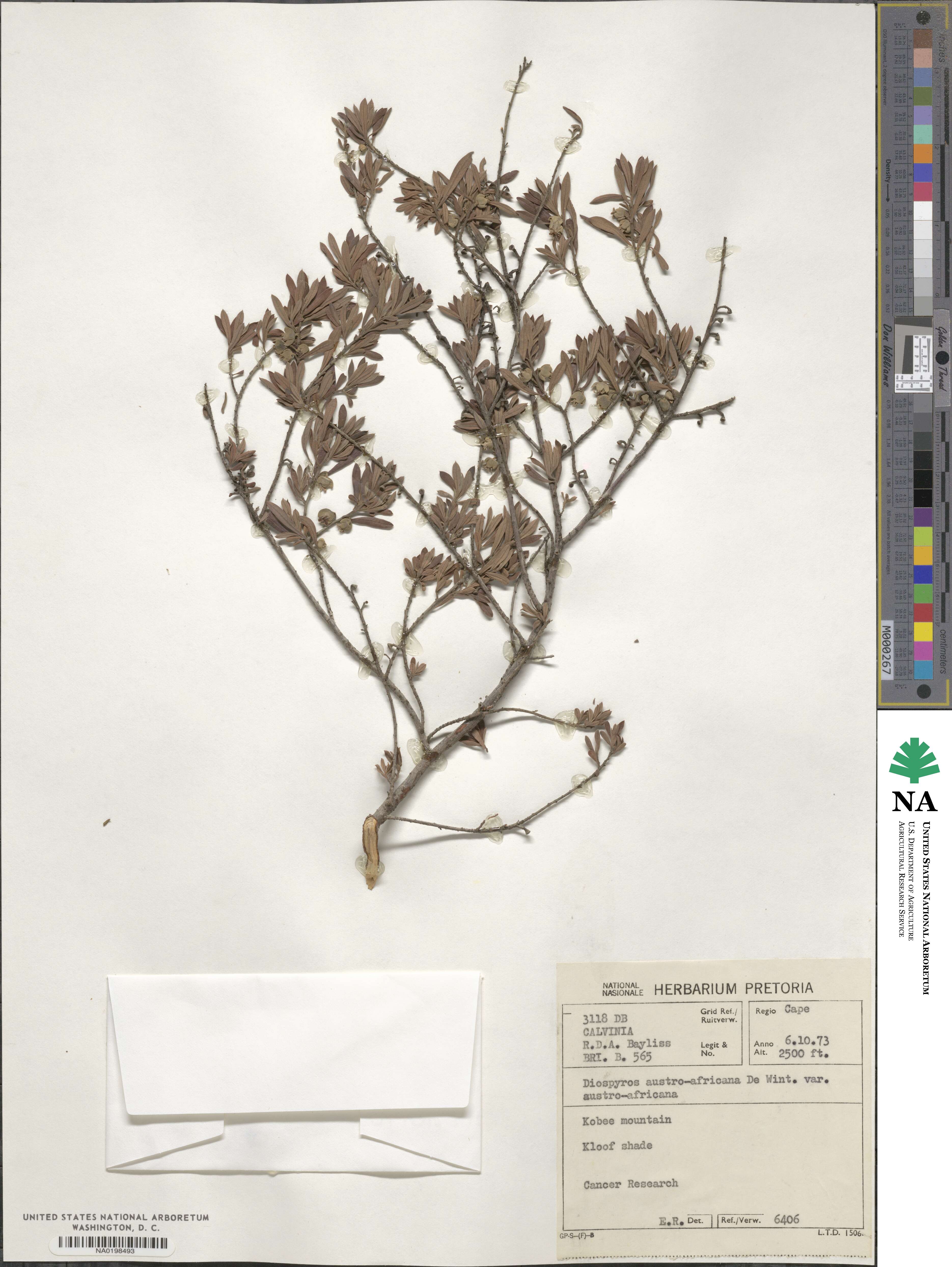 Diospyros pubescens image