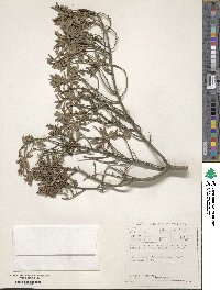 Diospyros pubescens image