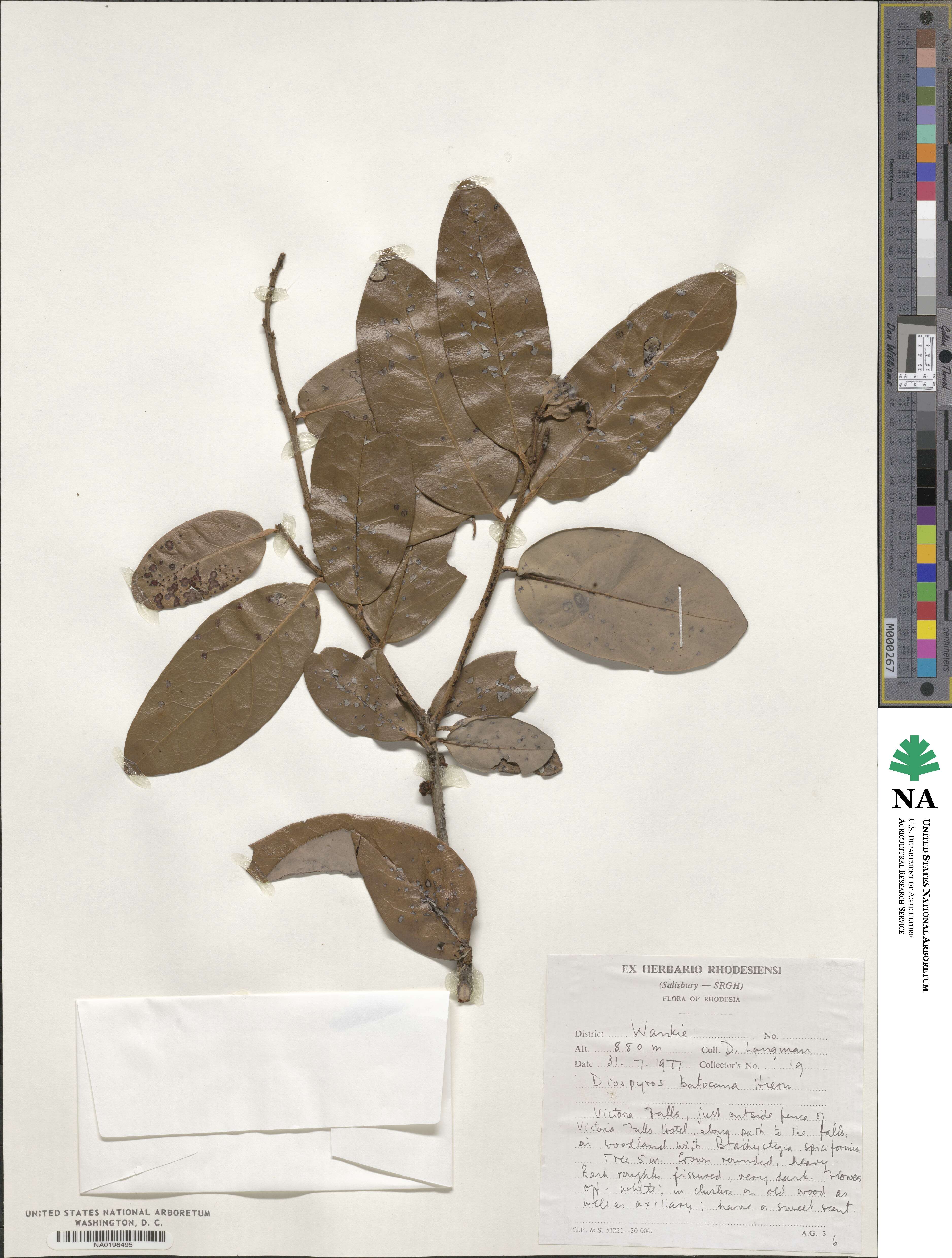 Diospyros batocana image