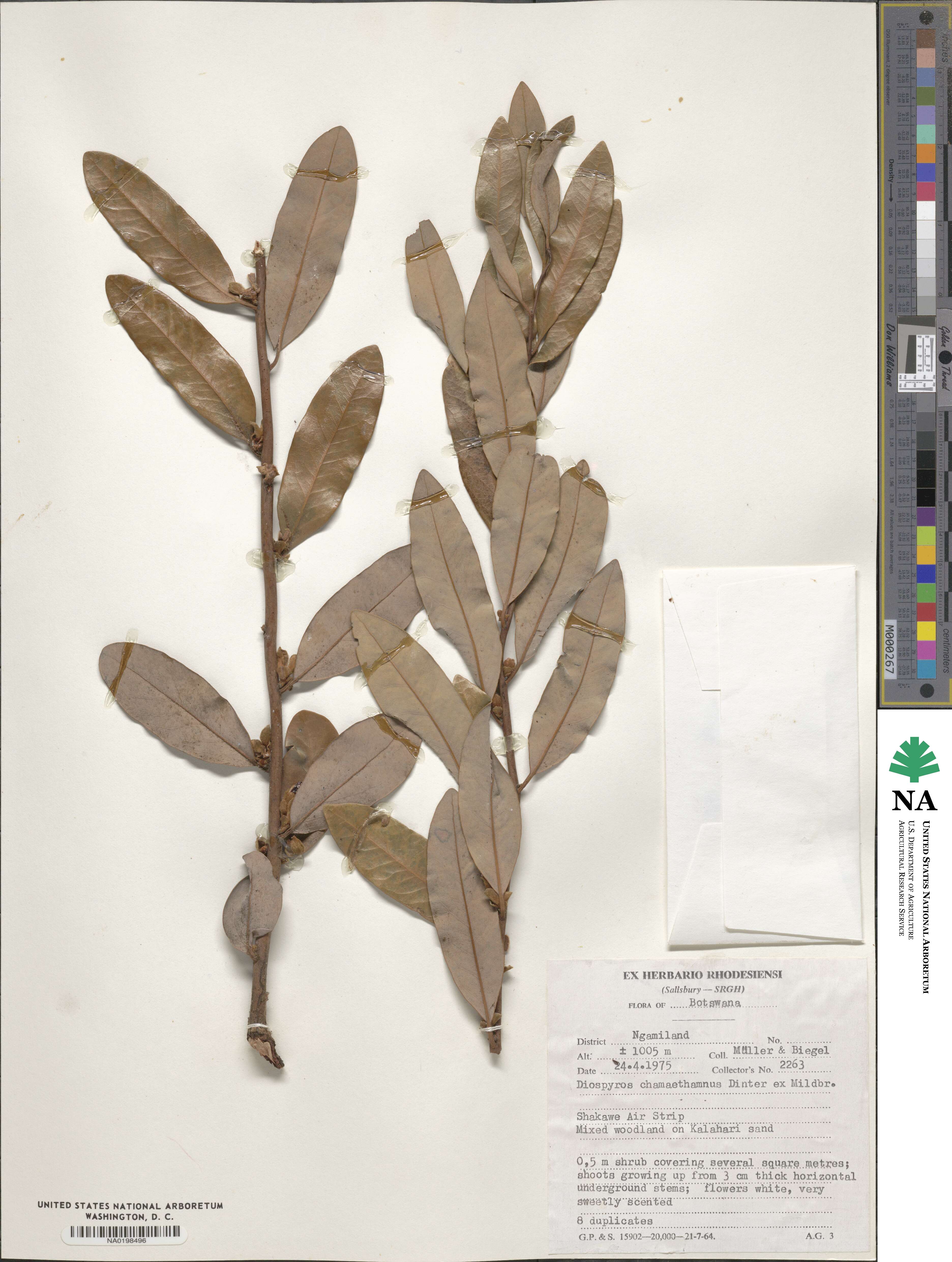 Diospyros chamaethamnus image