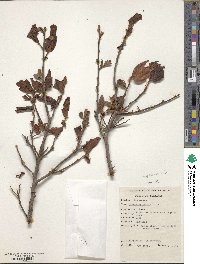 Diospyros bussei image