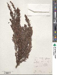 Diospyros glabra image