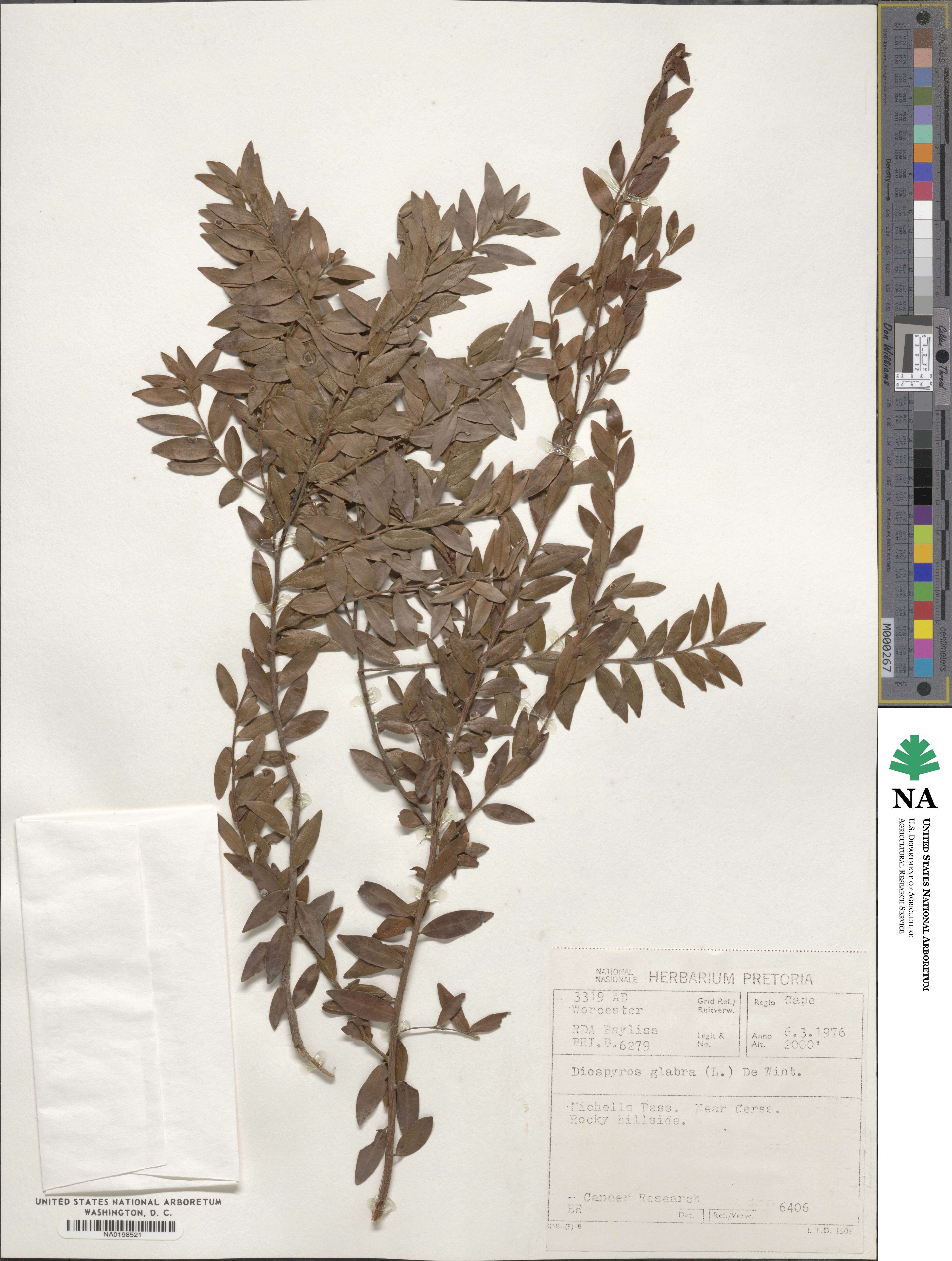 Diospyros glabra image