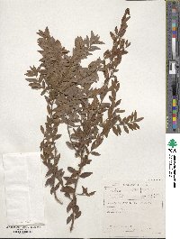 Diospyros glabra image