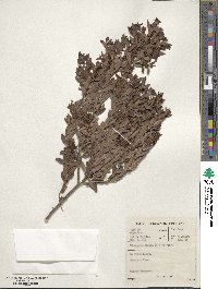 Diospyros glabra image