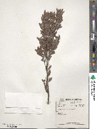 Diospyros glabra image