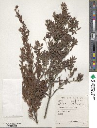 Diospyros glabra image