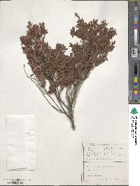 Diospyros glabra image