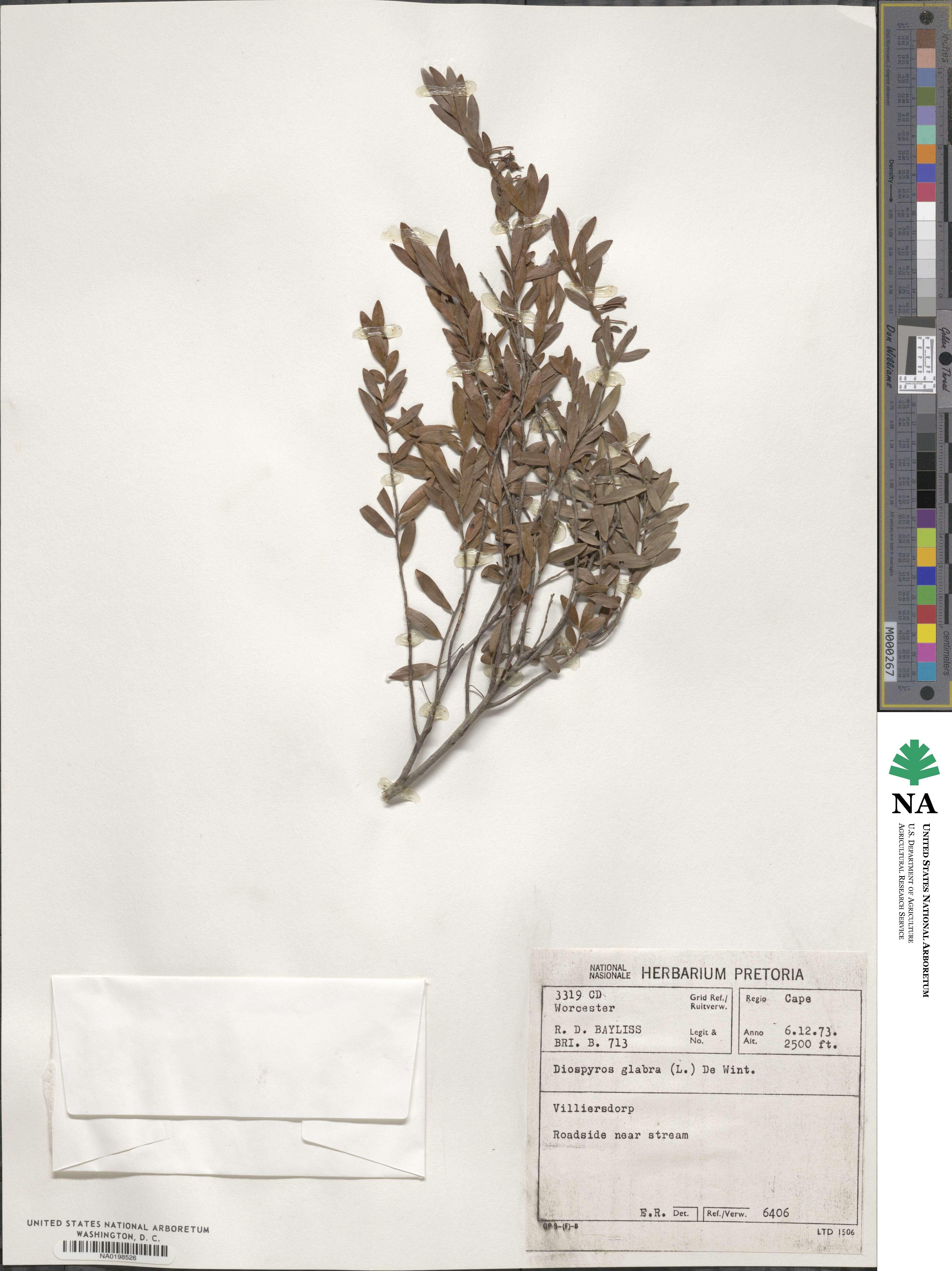 Diospyros glabra image