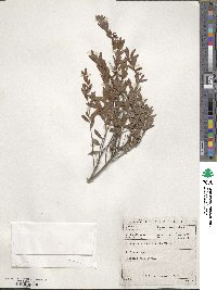 Diospyros glabra image