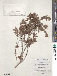 Diospyros glabra image