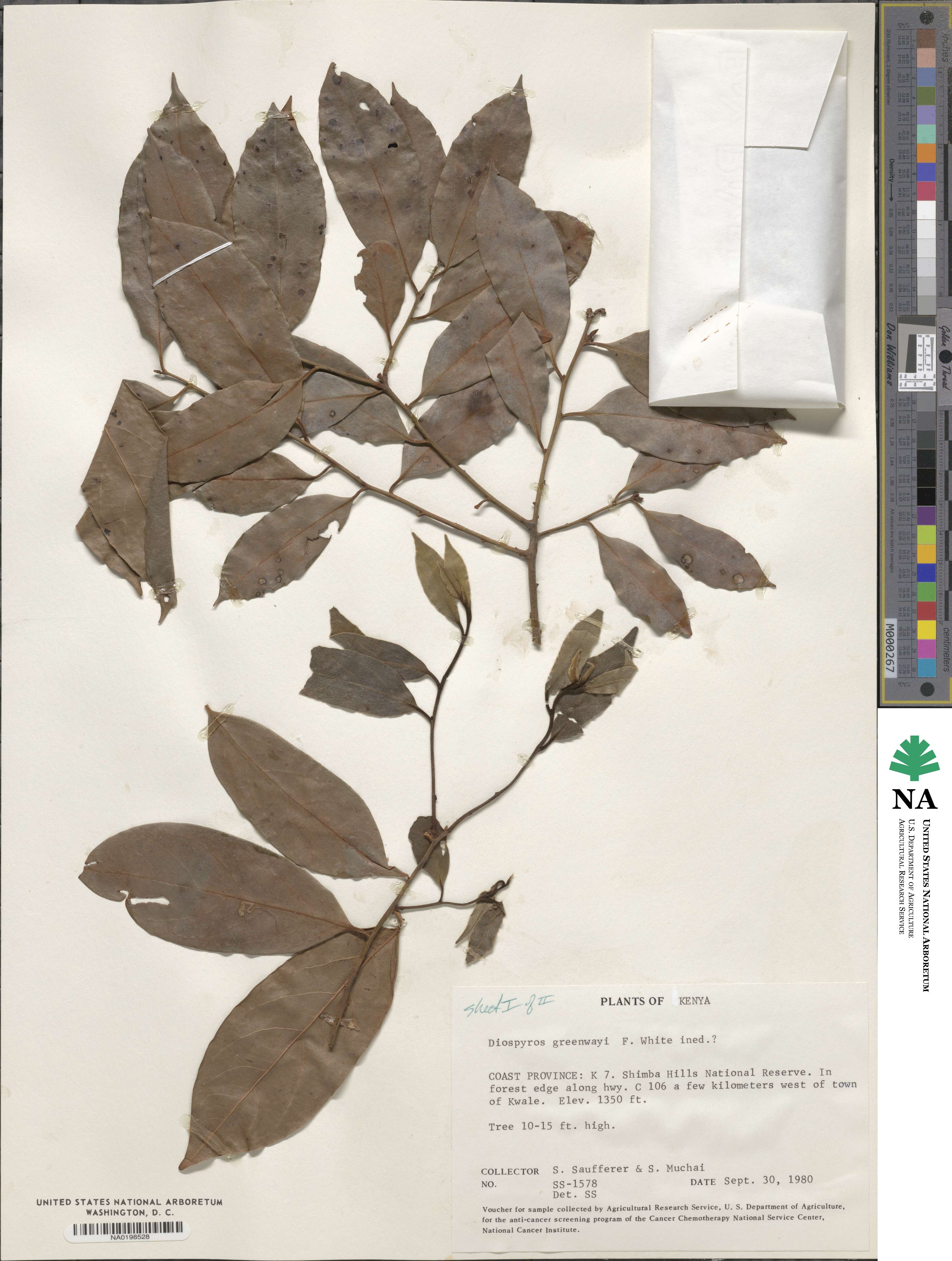 Diospyros greenwayi image