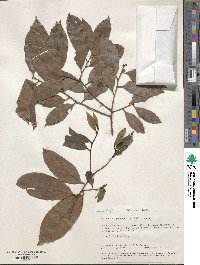 Diospyros greenwayi image