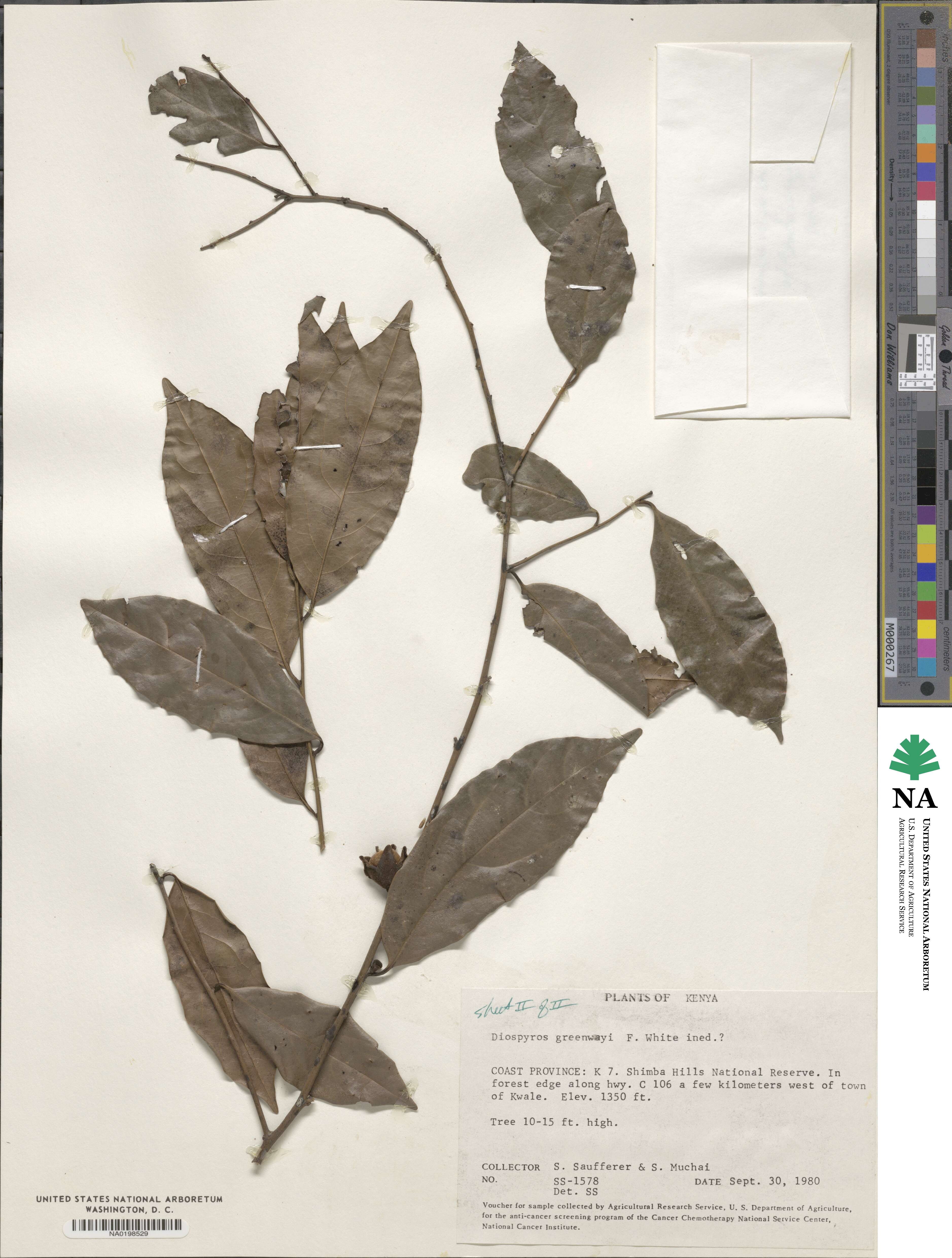 Diospyros greenwayi image