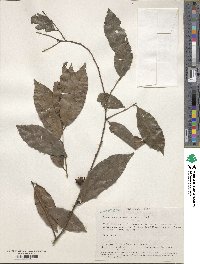 Diospyros greenwayi image