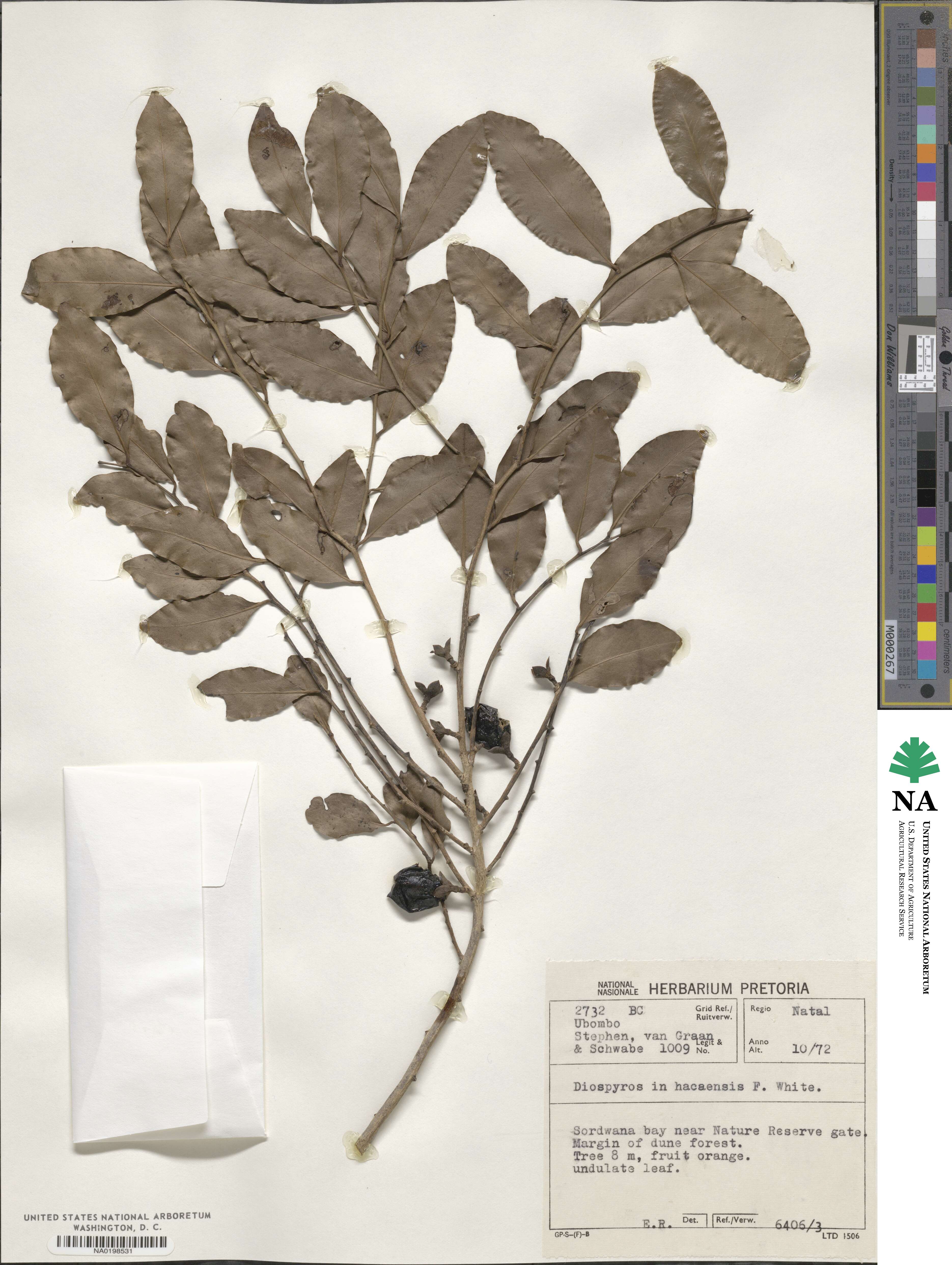 Diospyros inhacaensis image