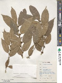 Diospyros kamerunensis image