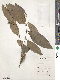 Diospyros kamerunensis image