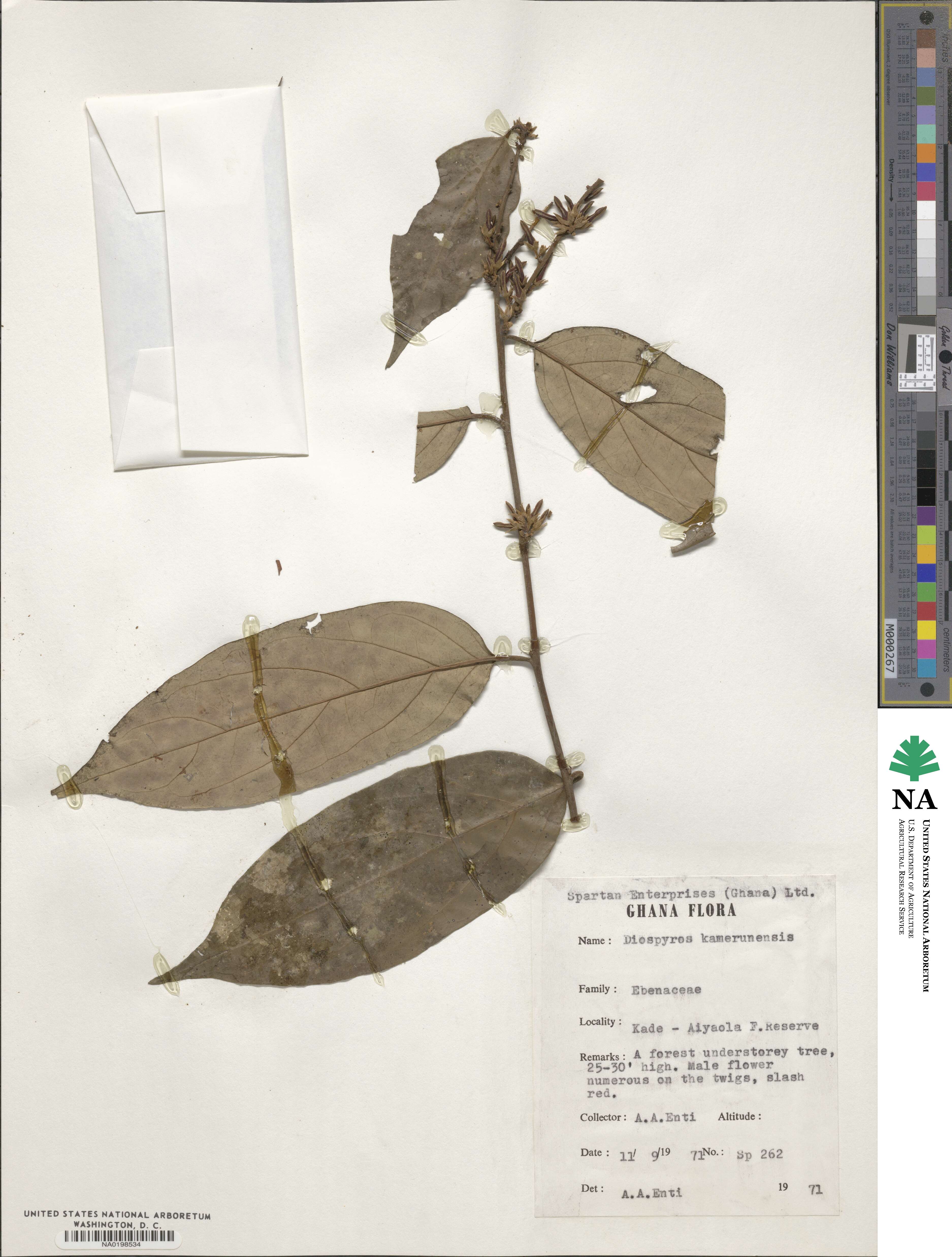 Diospyros kamerunensis image