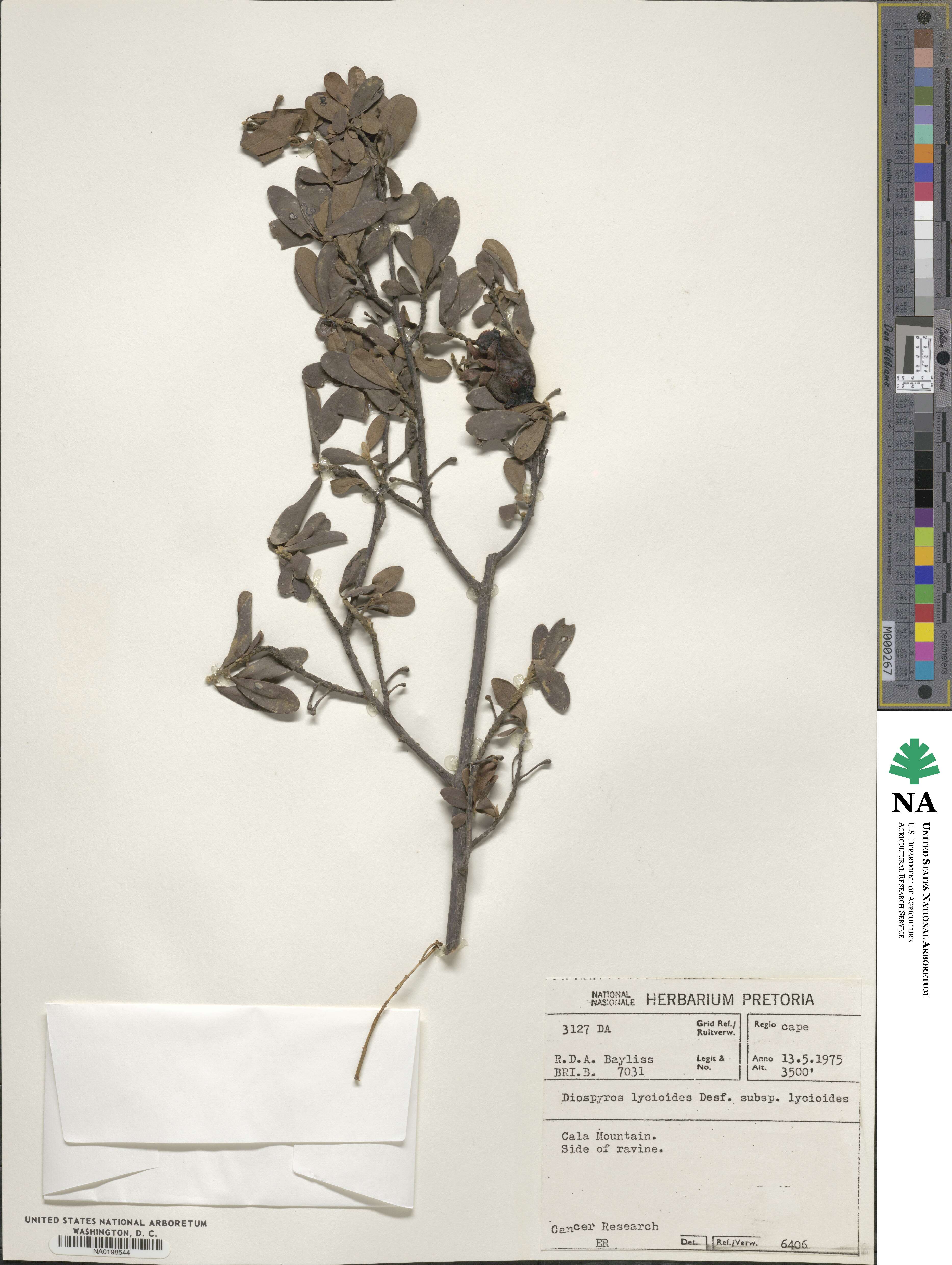Diospyros lycioides image