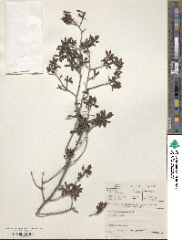 Diospyros lycioides subsp. sericea image