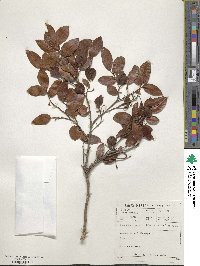 Diospyros scabrida image