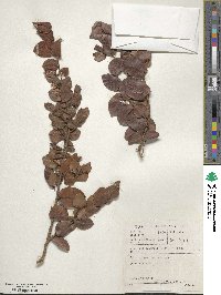 Diospyros scabrida image