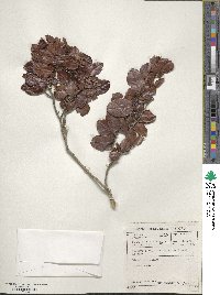 Diospyros scabrida image