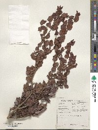 Diospyros scabrida image