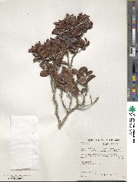 Diospyros scabrida image