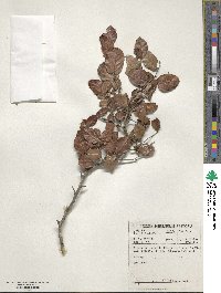 Diospyros scabrida image