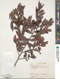 Diospyros whyteana image