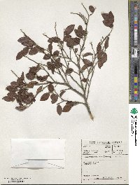 Diospyros whyteana image