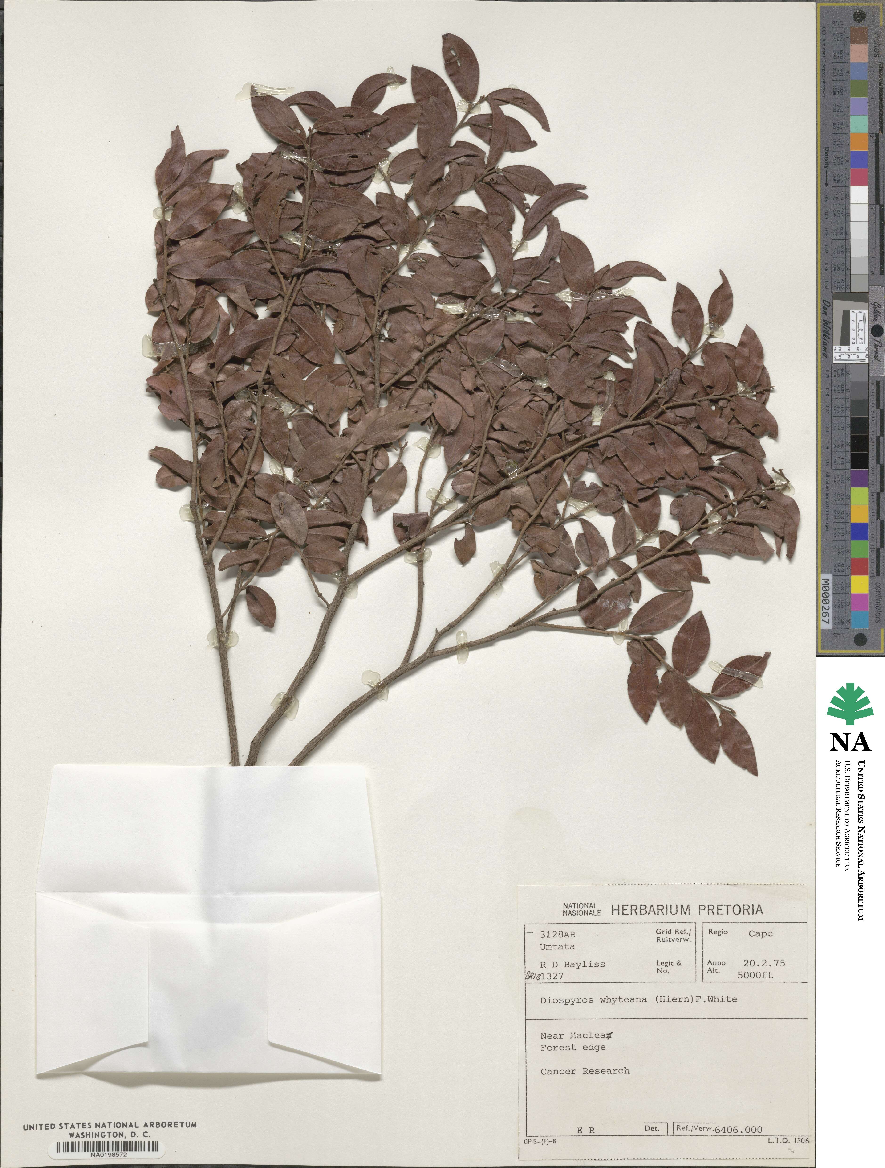 Diospyros whyteana image