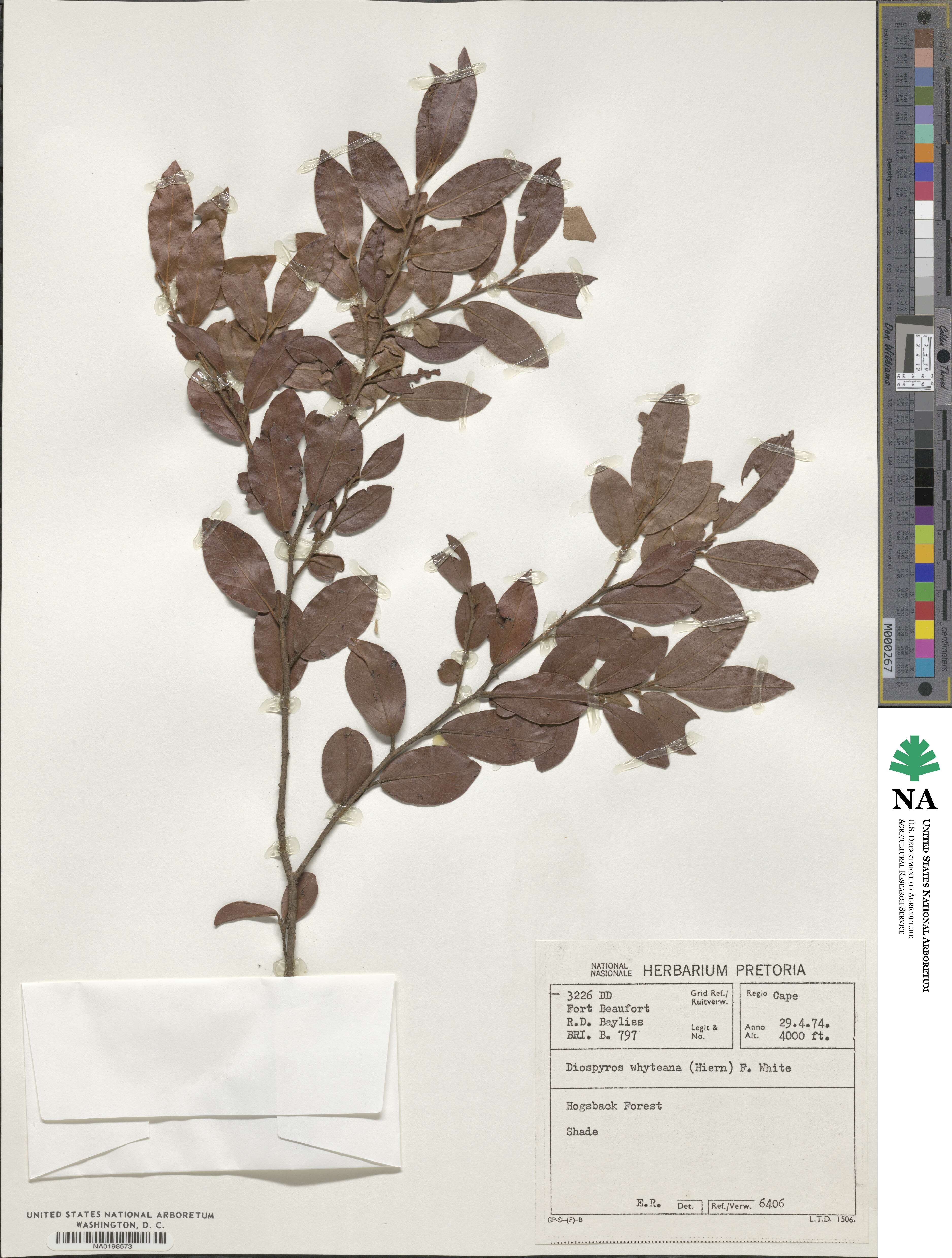 Diospyros whyteana image