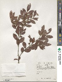 Diospyros whyteana image