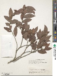 Diospyros whyteana image